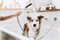 HG DogShower ручной душ для собак 150,3jet,матовый черный 26640670 - фото 77678 HG DogShower ручной душ для собак 150,3jet,матовый черный 26640670 - фото 77678